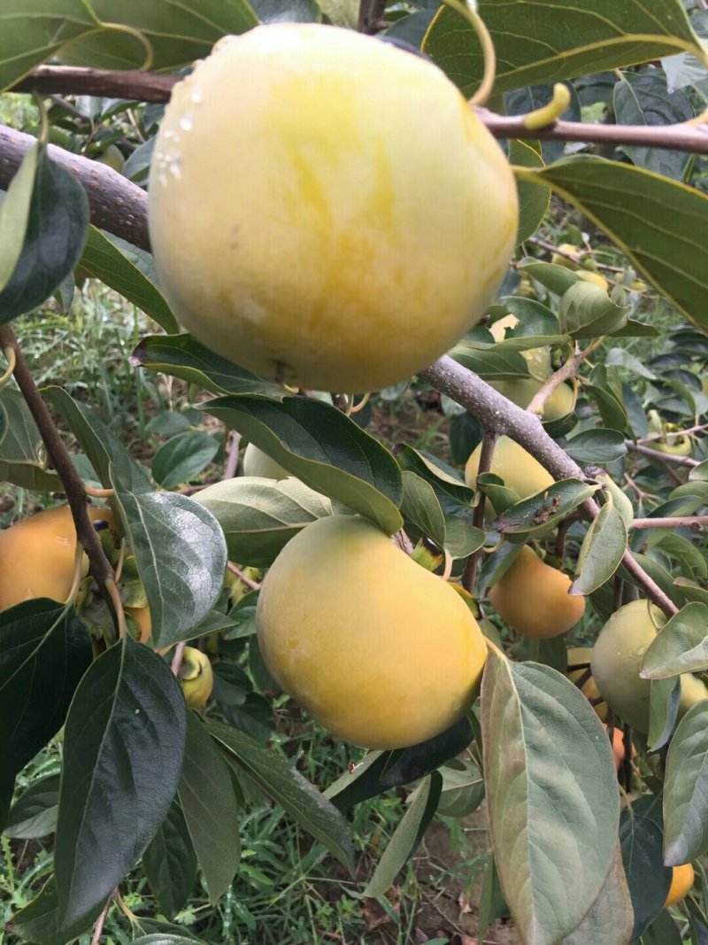 9月份阳丰脆甜柿子产地大荔县脆甜柿子基地柿子批发柿子行情