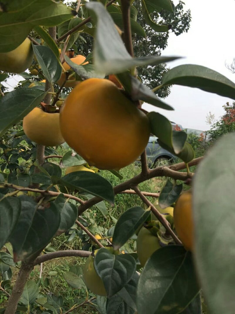 9月份阳丰脆甜柿子产地大荔县脆甜柿子基地柿子批发柿子行情