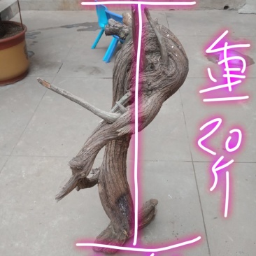 山西临汾太行崖柏毛料批发