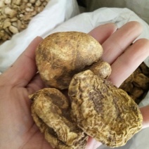 金果榄正品野生干品地苦胆九牛子包邮
