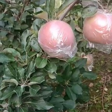 红富士苹果，现摘现发