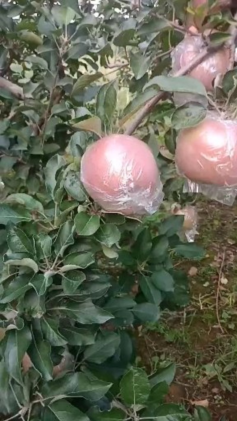 红富士苹果，现摘现发