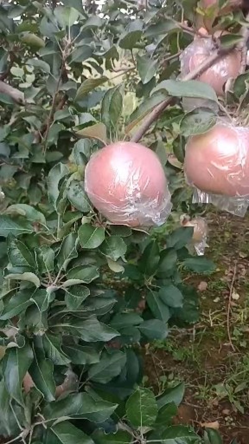 红富士苹果，现摘现发