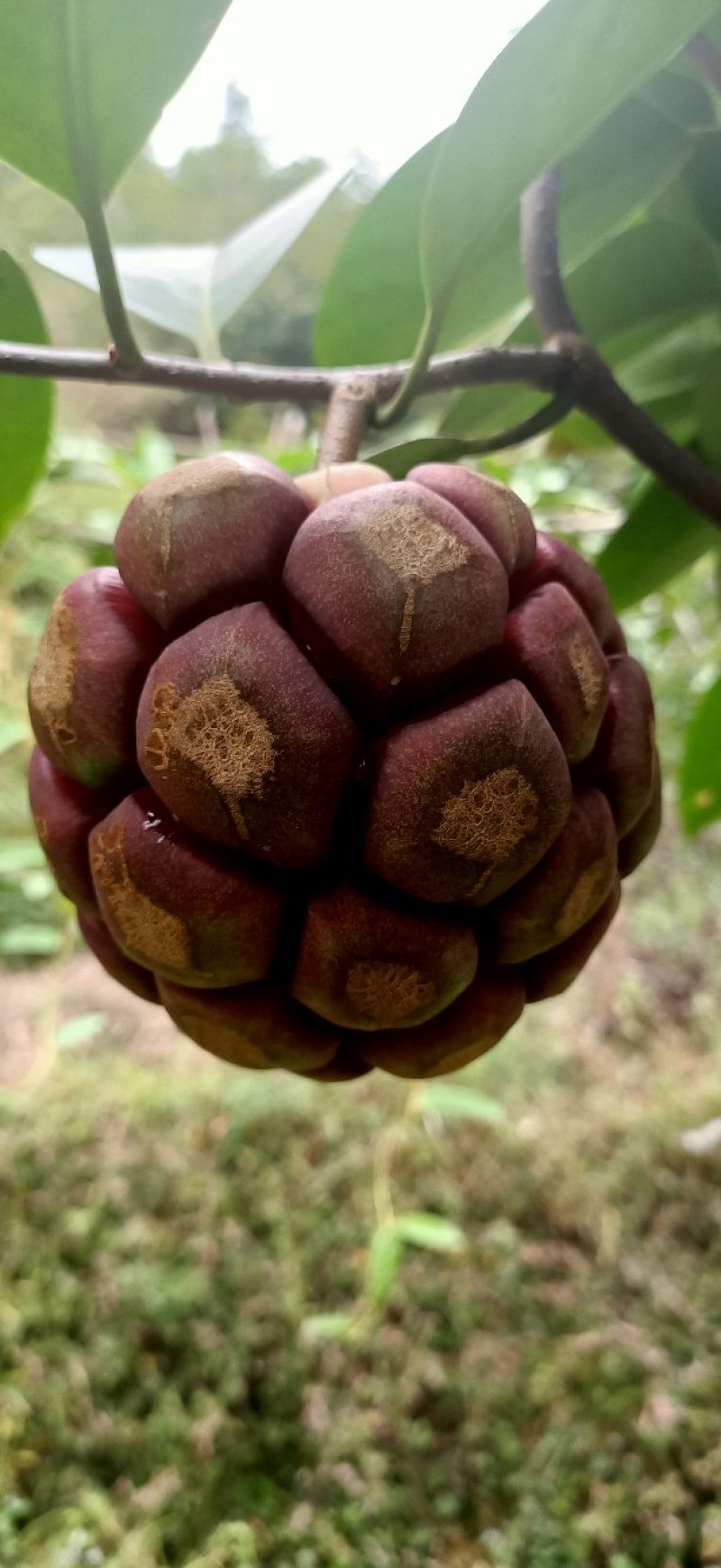 贵州高原红黑老虎大量出售