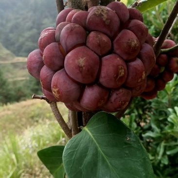 贵州高原红黑老虎大量出售