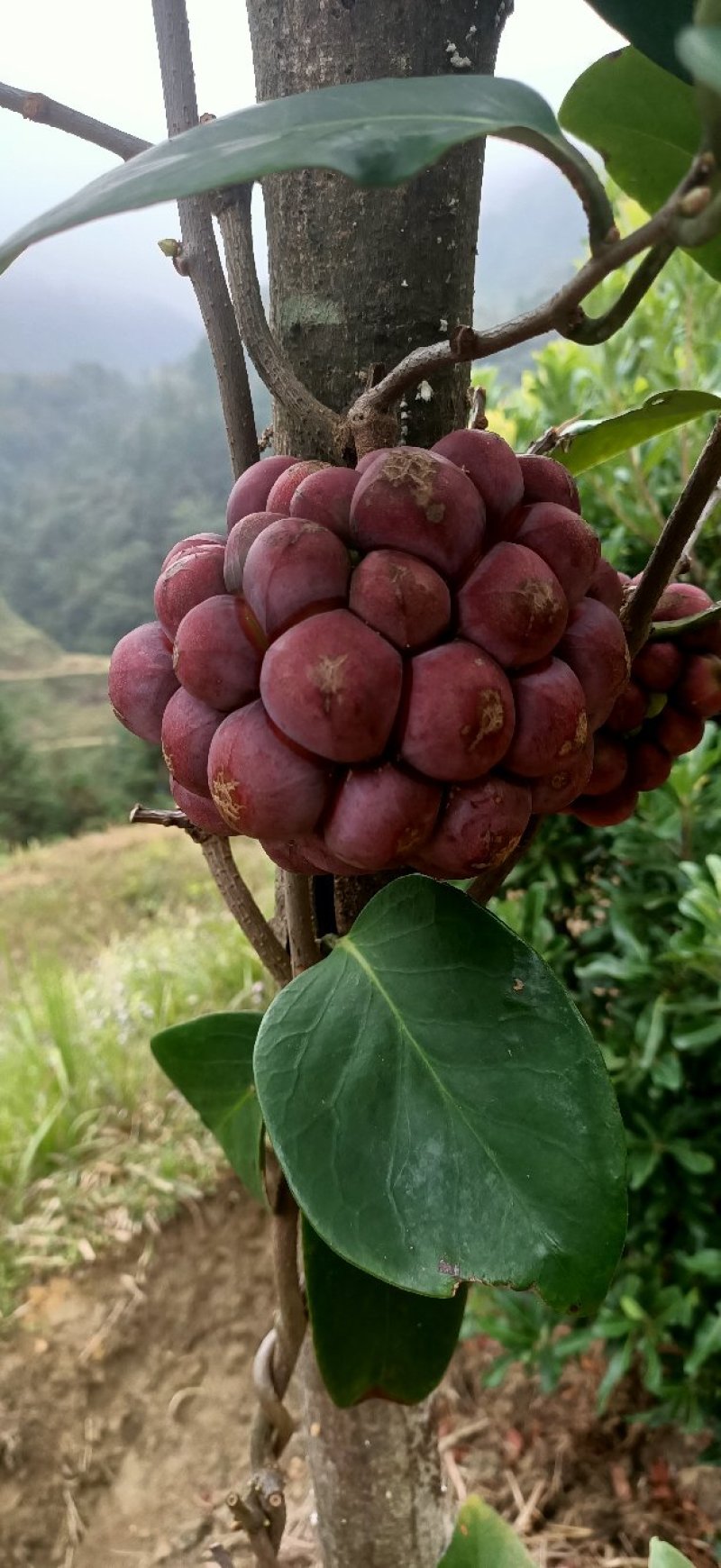 贵州高原红黑老虎大量出售