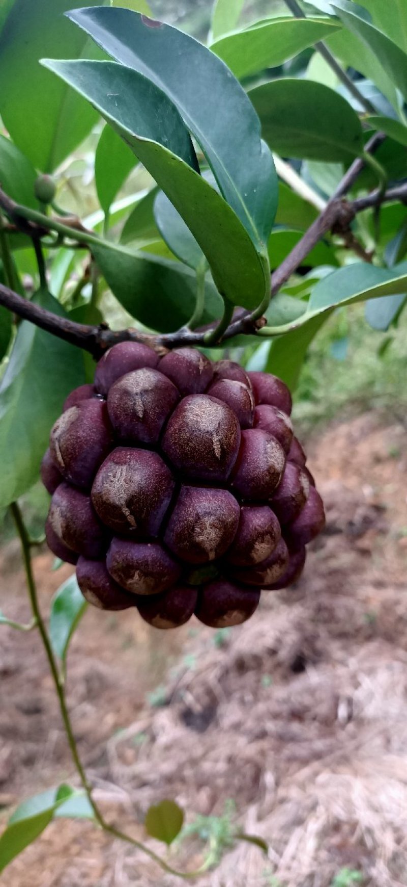 贵州高原红黑老虎大量出售
