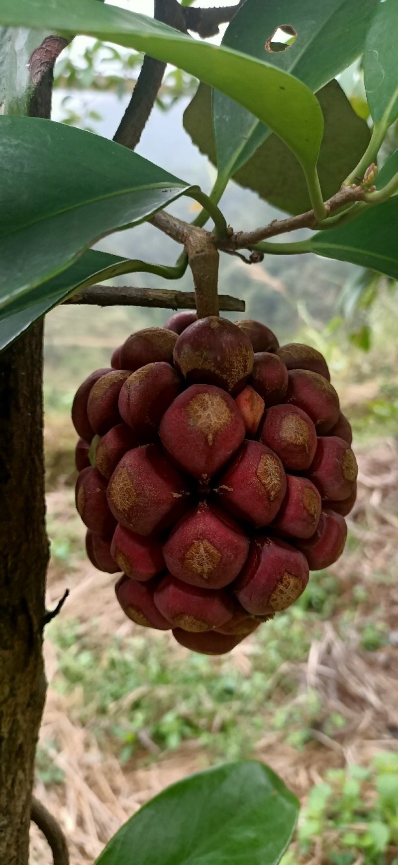 贵州高原红黑老虎大量出售