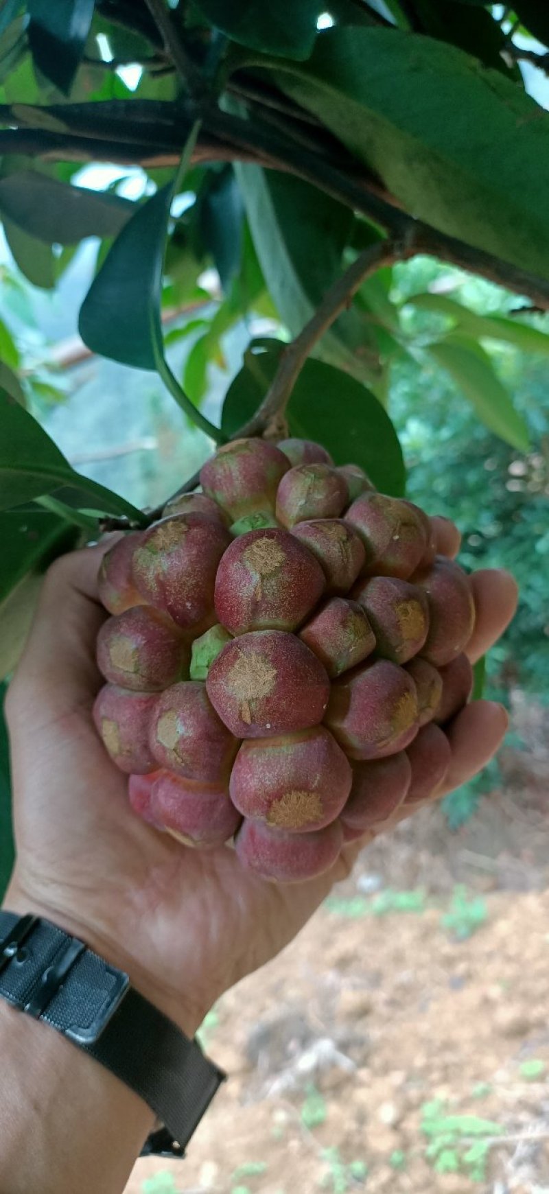 贵州高原红黑老虎大量出售