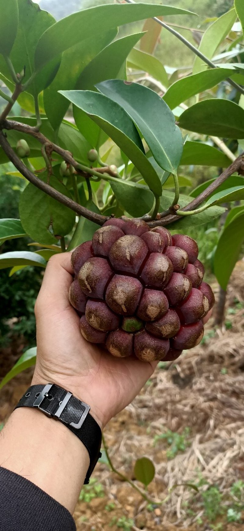 贵州高原红黑老虎大量出售