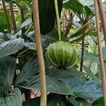 重楼籽高杆