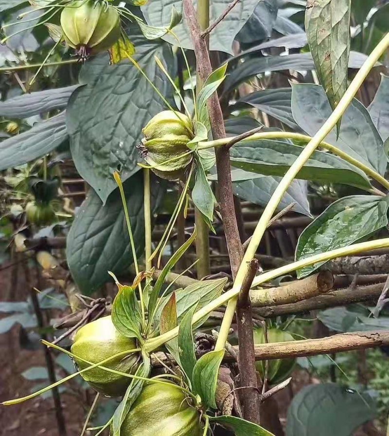 重楼籽高杆
