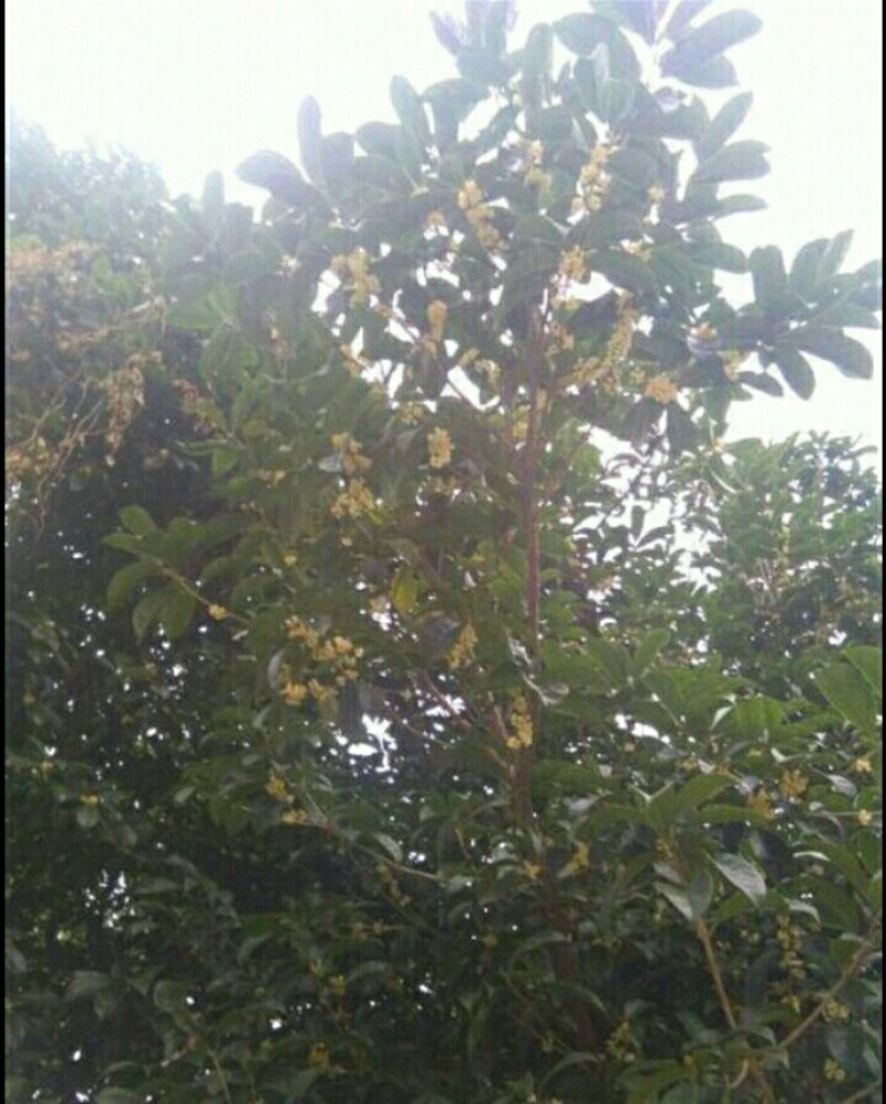 桂花瓣，鲜桂花，桂花，，，