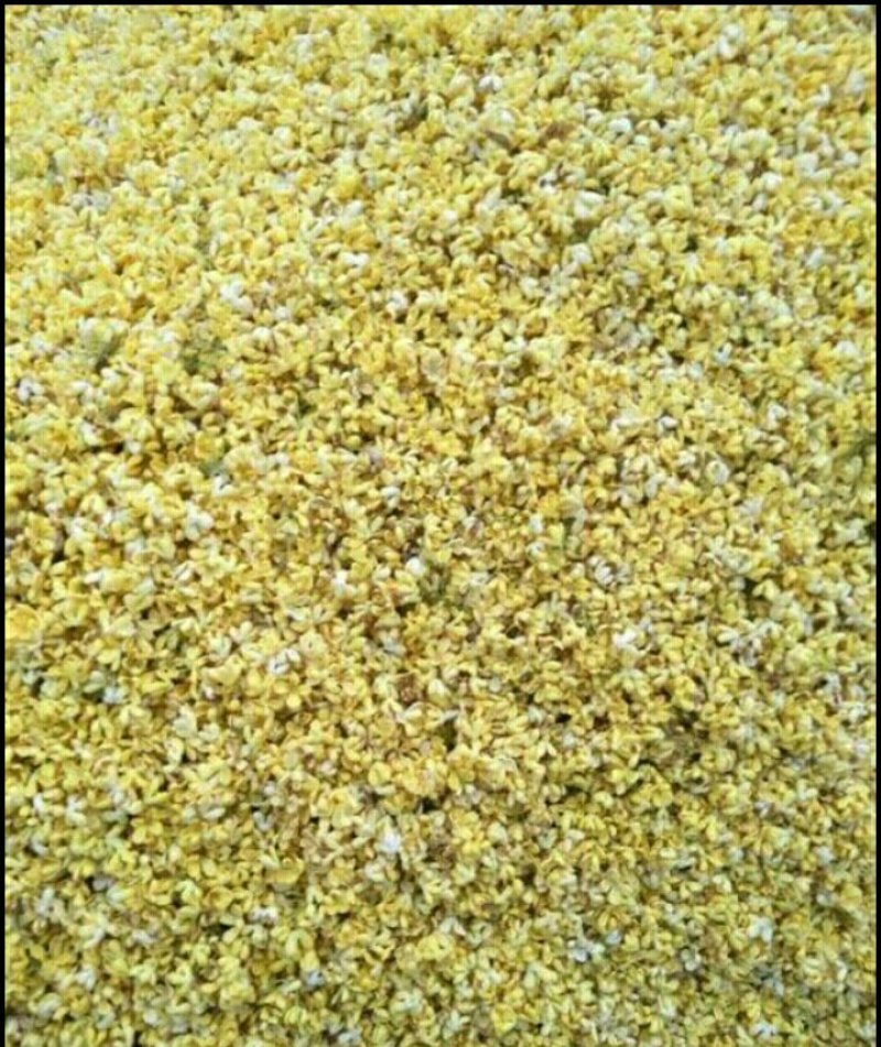 桂花瓣，鲜桂花，桂花，，，