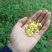 桂花瓣，鲜桂花，桂花，，，