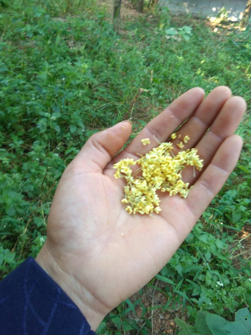 桂花瓣，鲜桂花，桂花，，，