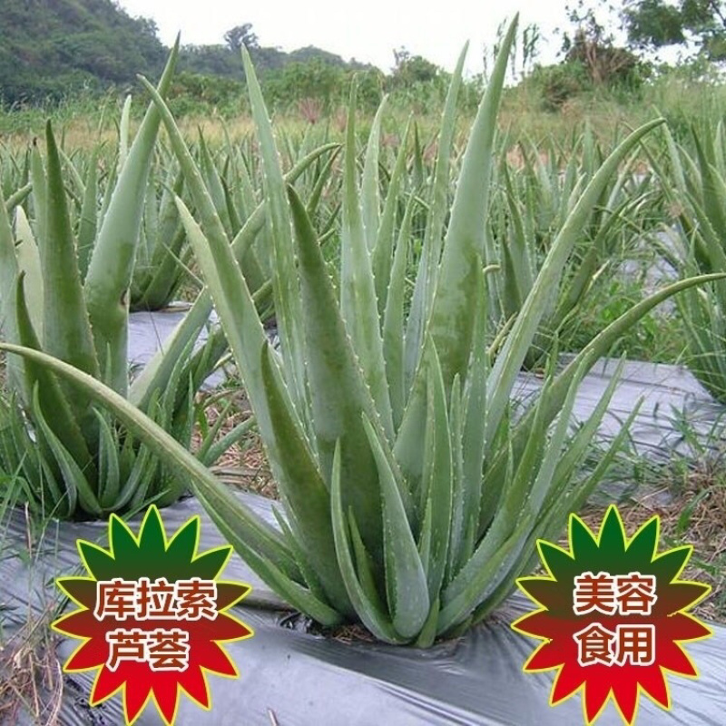 芦荟库拉索芦荟芦荟基地芦荟苗