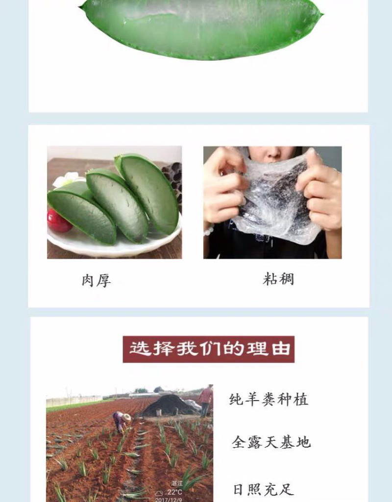 芦荟库拉索芦荟芦荟基地芦荟苗