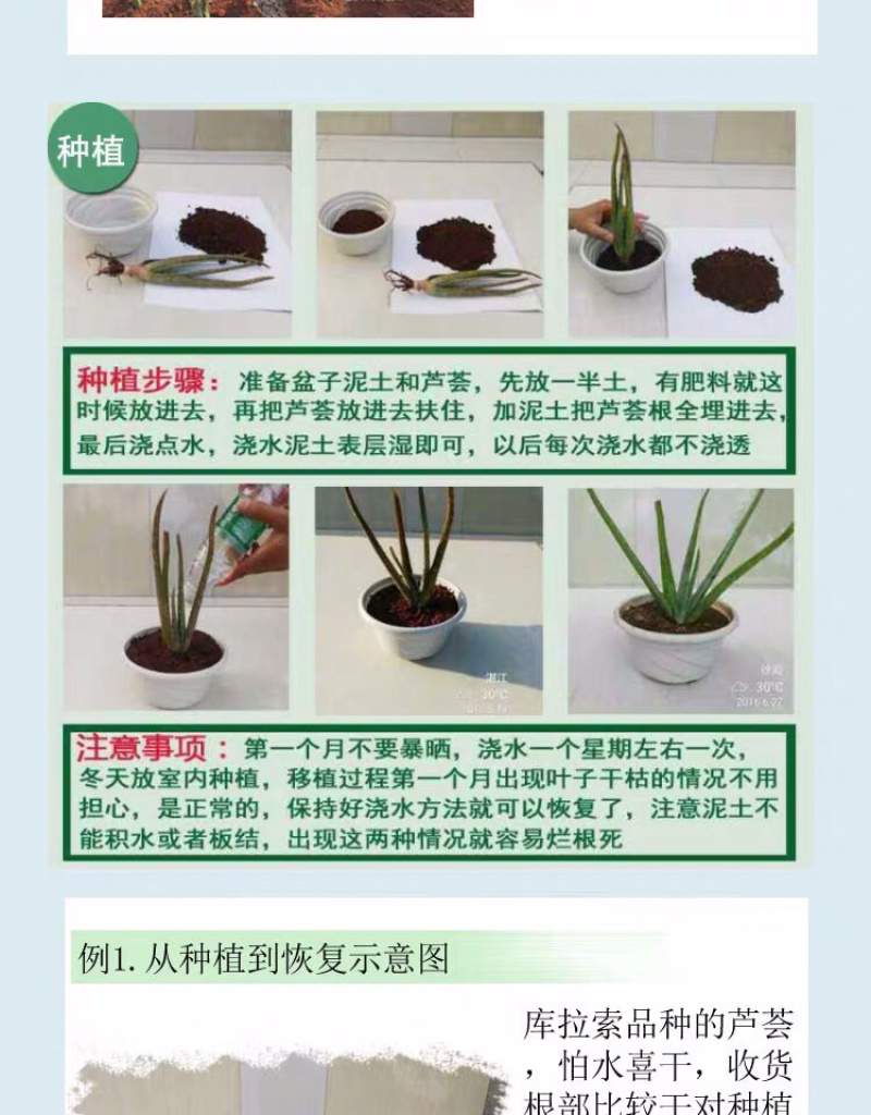 芦荟库拉索芦荟芦荟基地芦荟苗