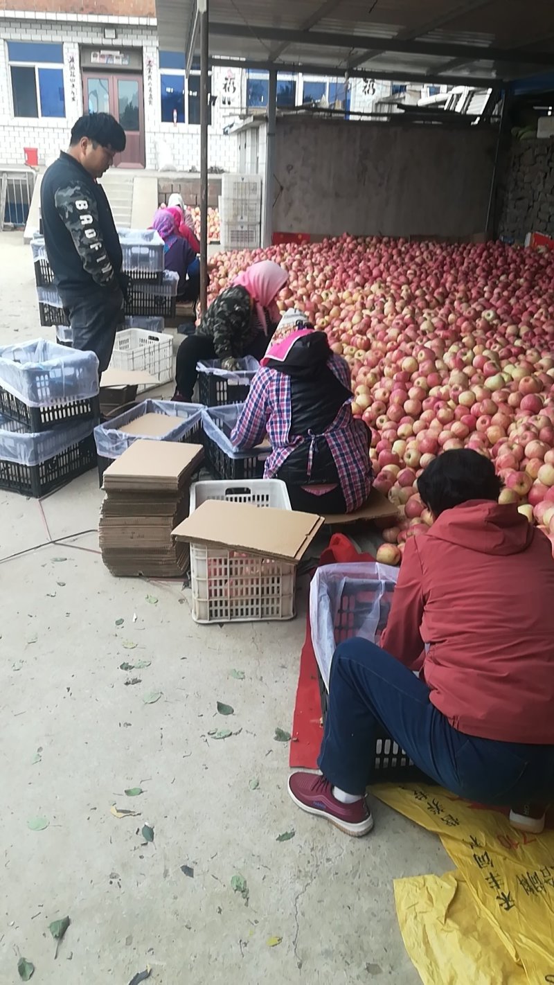寒富苹果（辽宁瓦房店市）大量上市了，质量好、色泽口感棒。