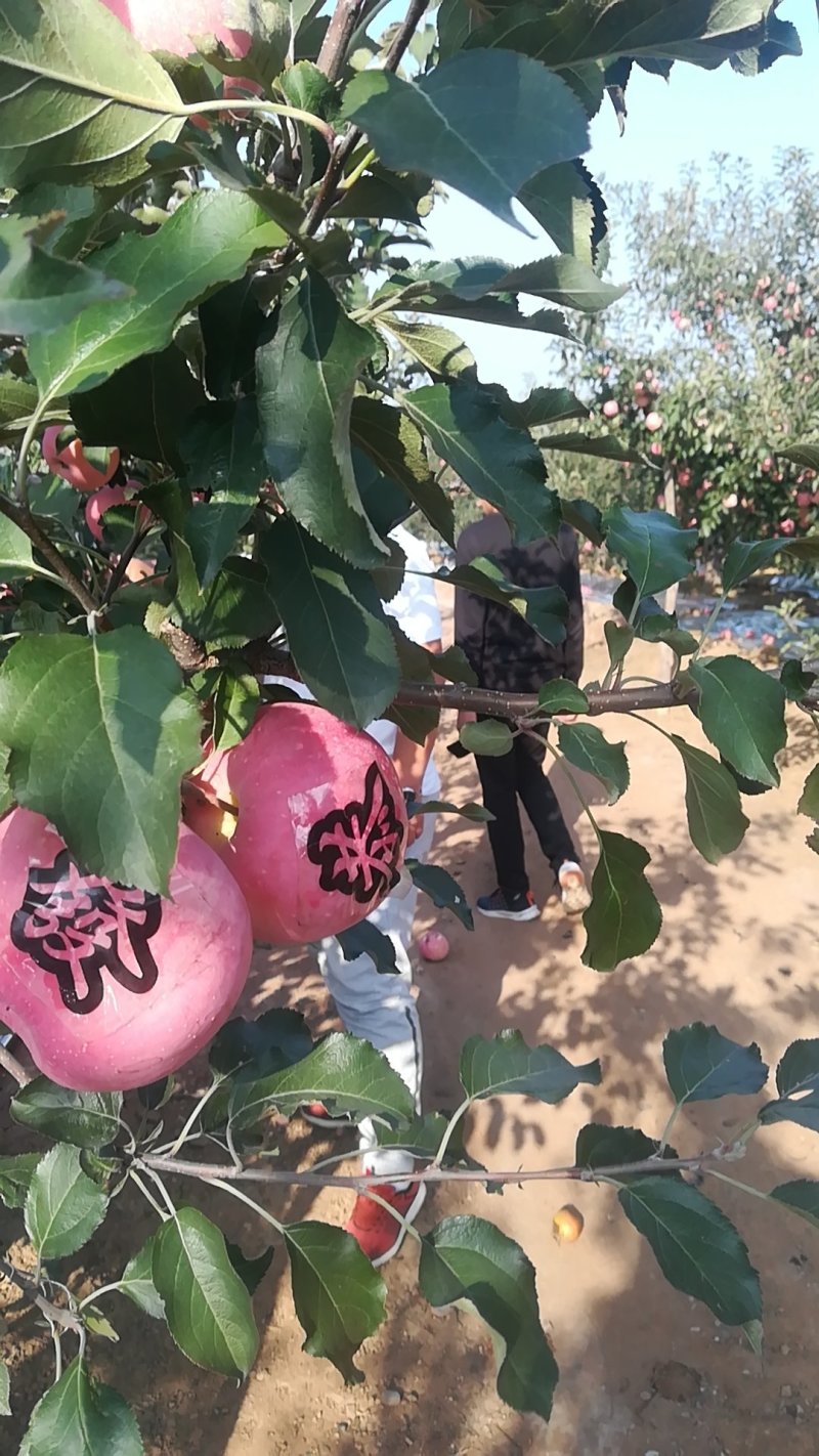 寒富苹果（辽宁瓦房店市）大量上市了，质量好、色泽口感棒。