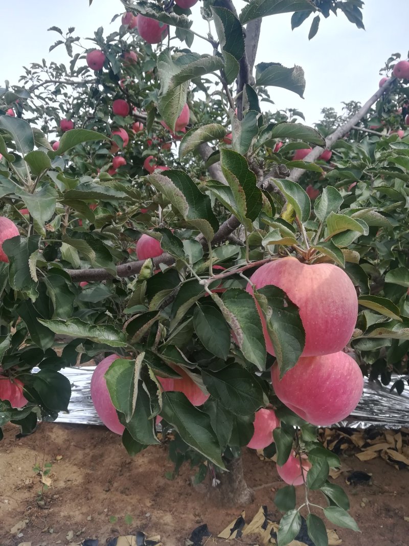 寒富苹果（辽宁瓦房店市）大量上市了，质量好、色泽口感棒。