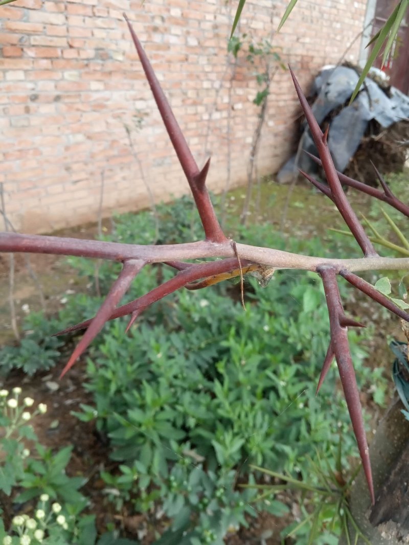 新鲜皂角刺产地直销主杆大刺