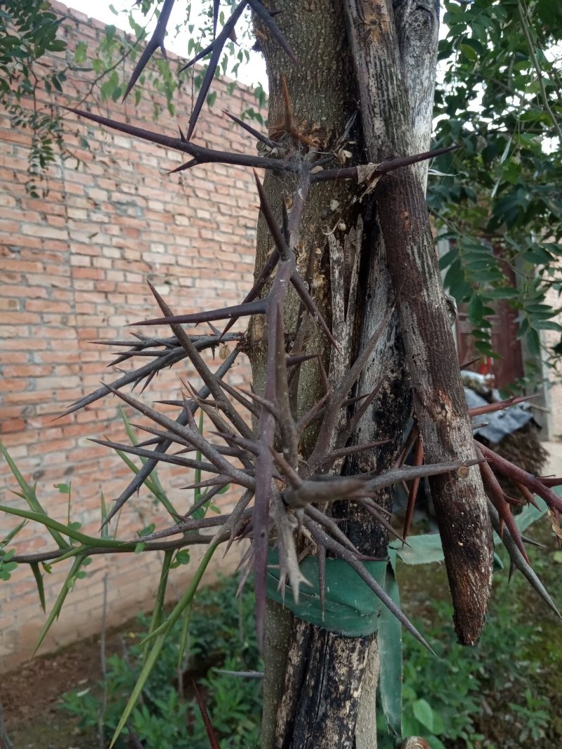 新鲜皂角刺产地直销主杆大刺