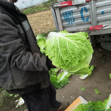 华卅区秋白菜大重上市欢迎各地客户前来看货订购