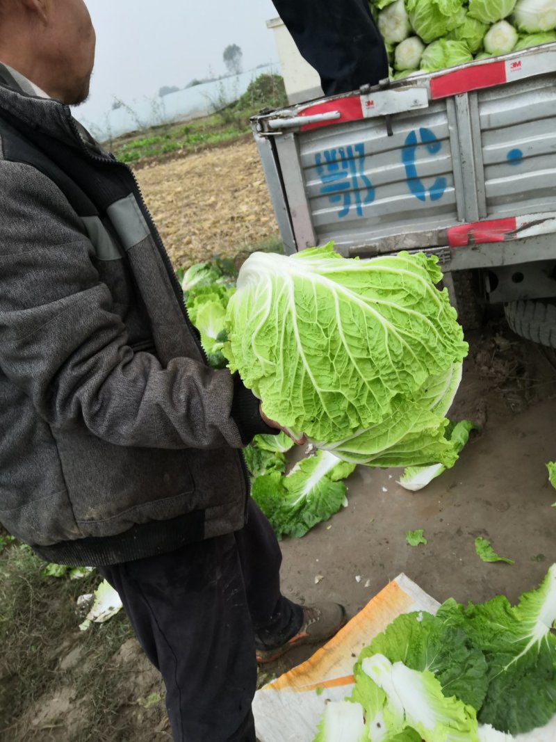 华卅区秋白菜大重上市欢迎各地客户前来看货订购