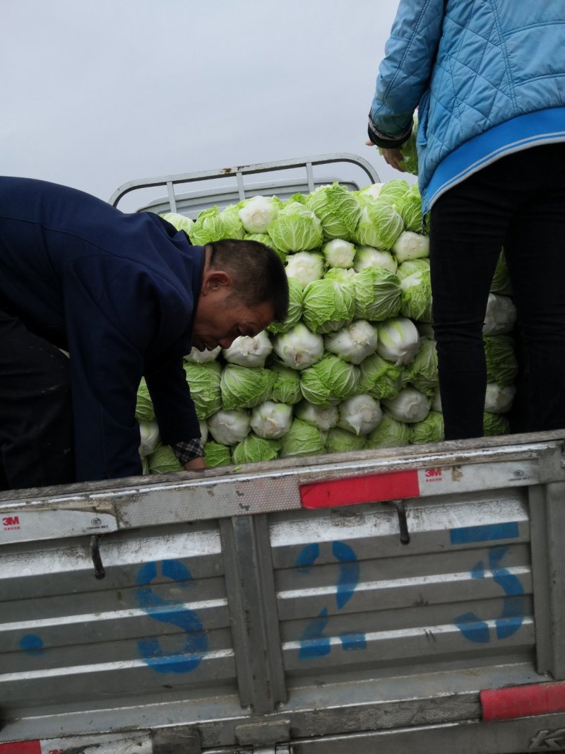 华卅区秋白菜大重上市欢迎各地客户前来看货订购