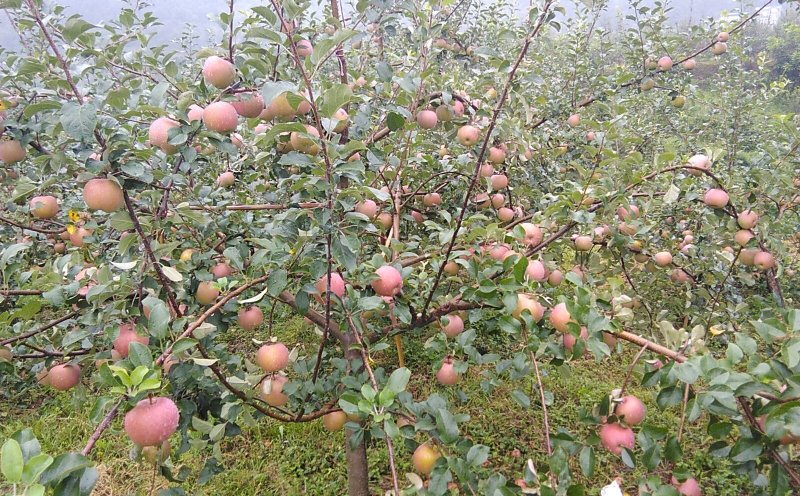 糖心苹果