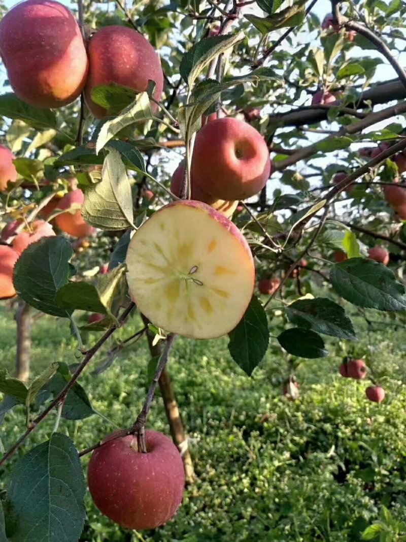 盐源冰糖苹果