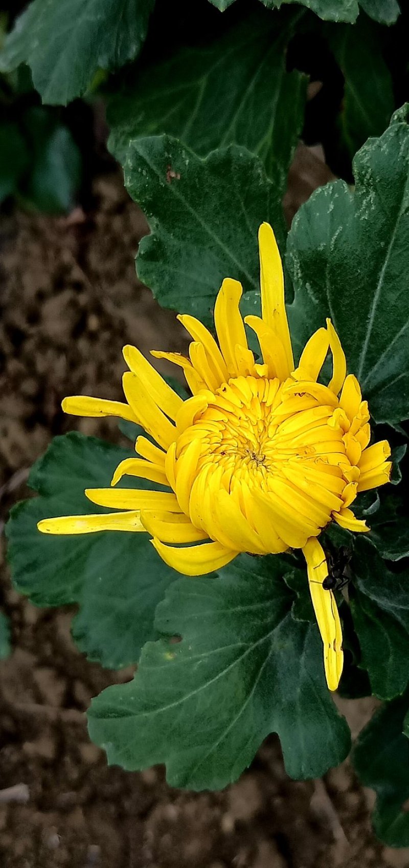 金丝皇菊