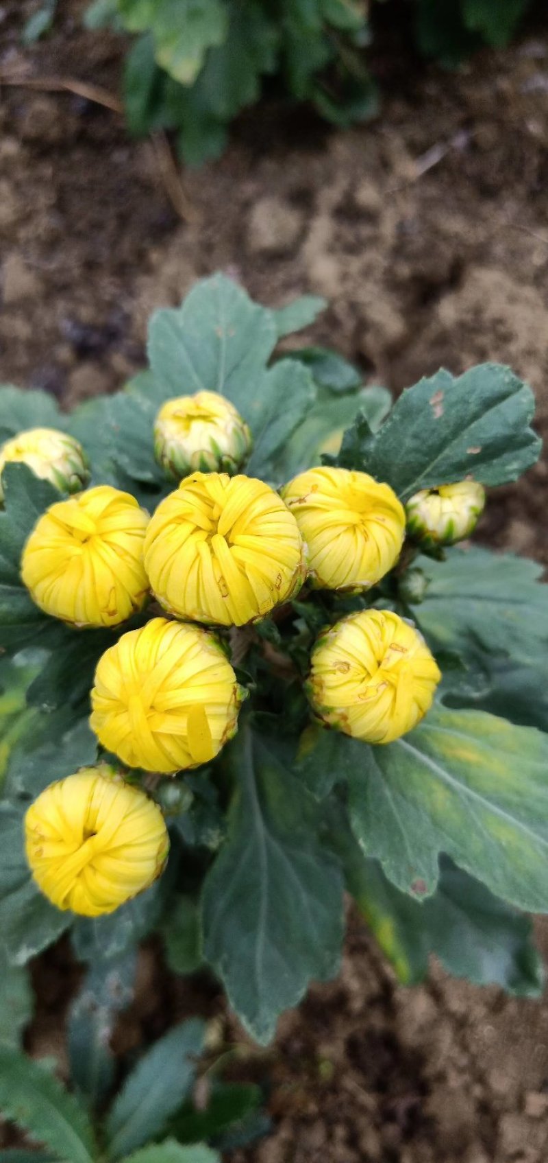 金丝皇菊