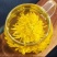 金丝皇菊