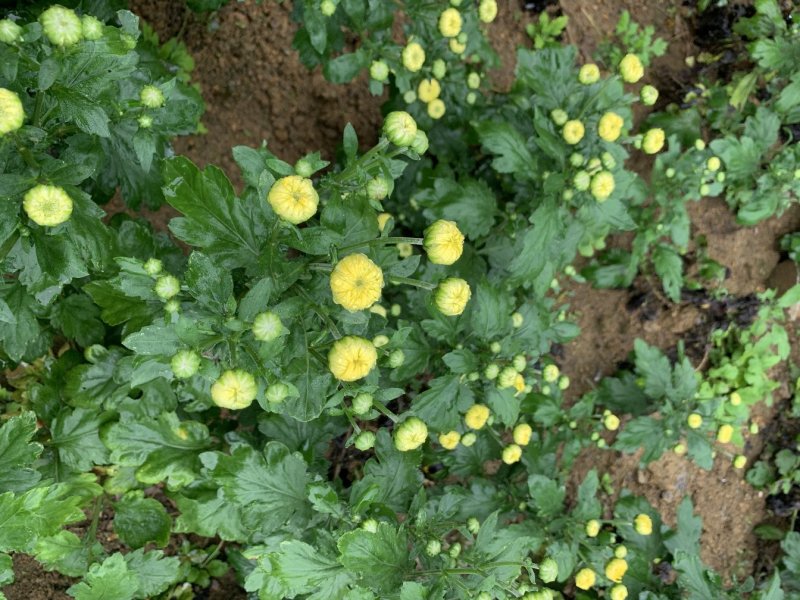 金丝皇菊