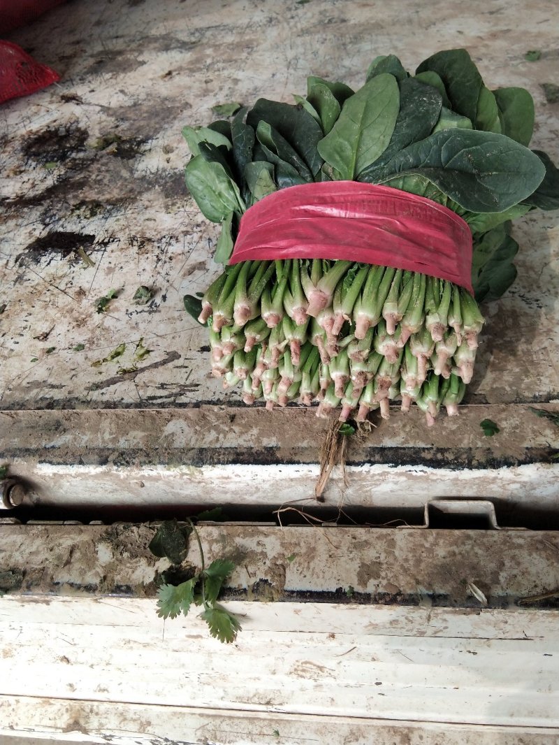 菠菜
