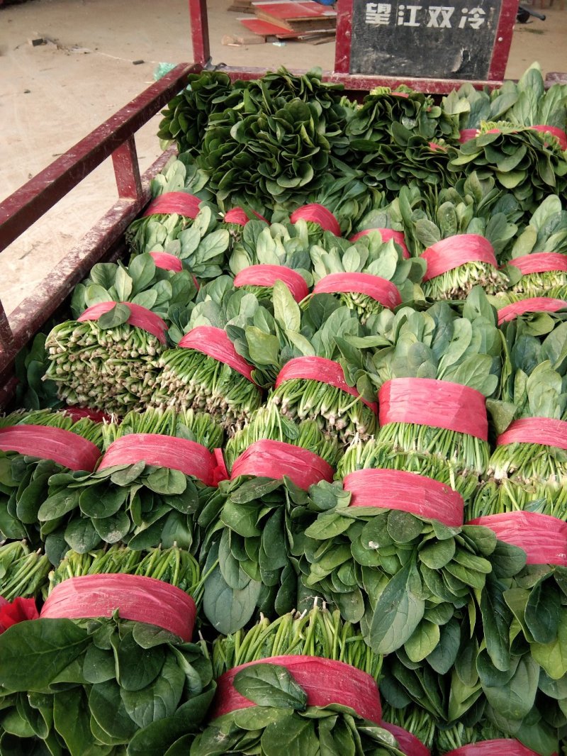 菠菜