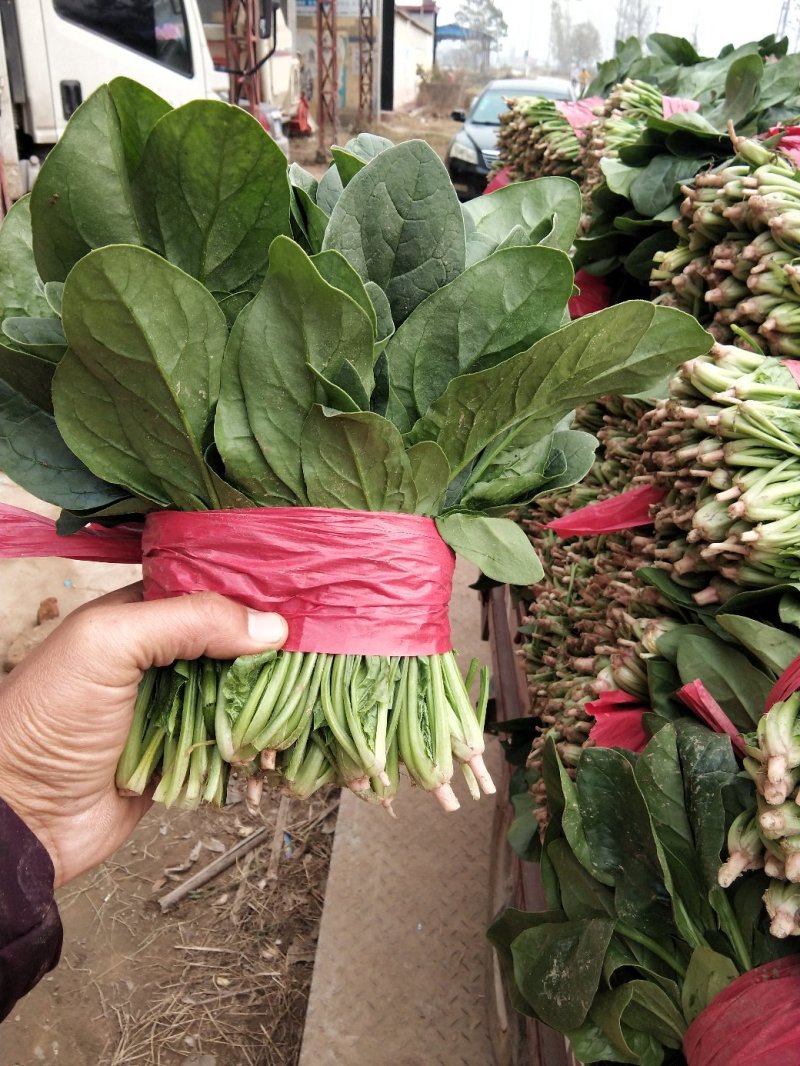 菠菜