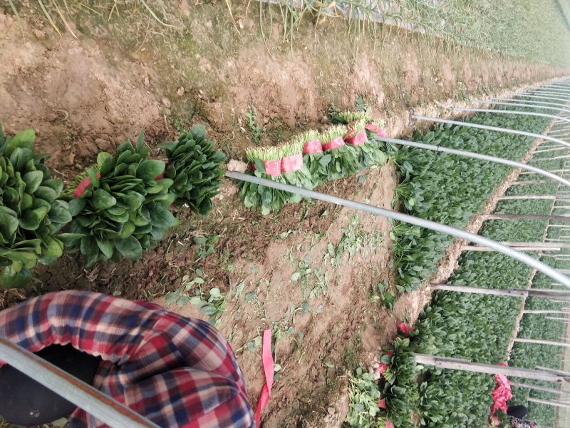 菠菜