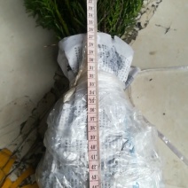 曼地亚红豆杉小苗，地栽盆景苗种植季节