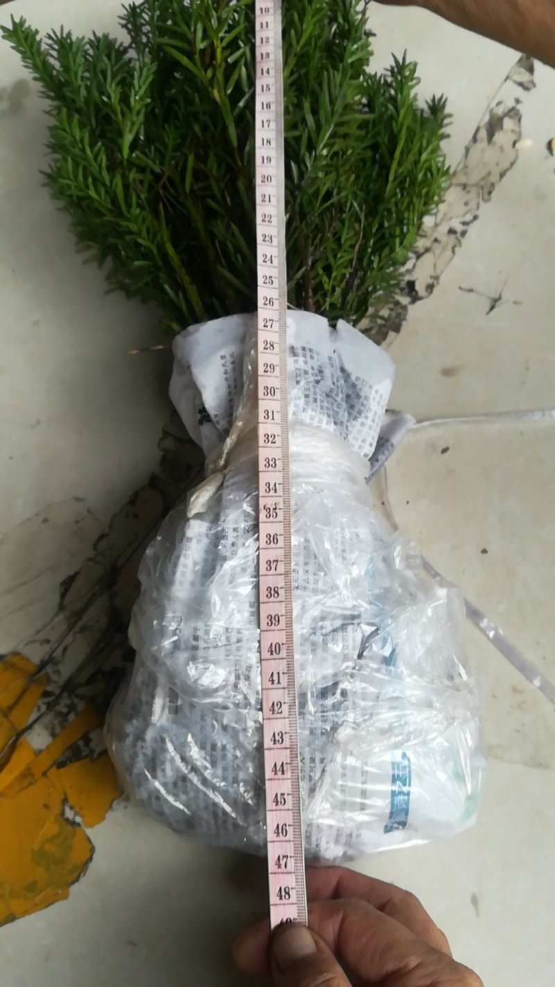 曼地亚红豆杉小苗，地栽盆景苗种植季节