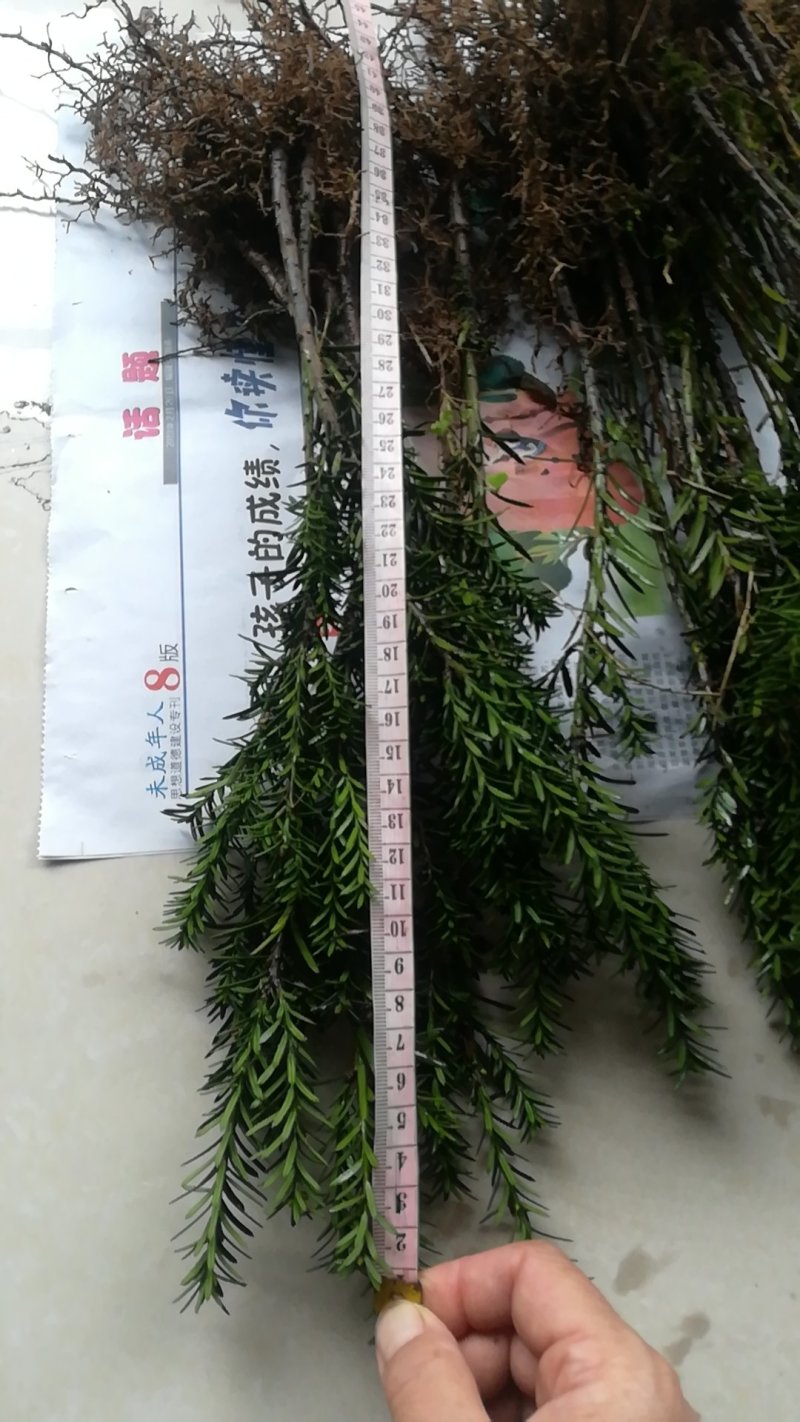 曼地亚红豆杉小苗，地栽盆景苗种植季节