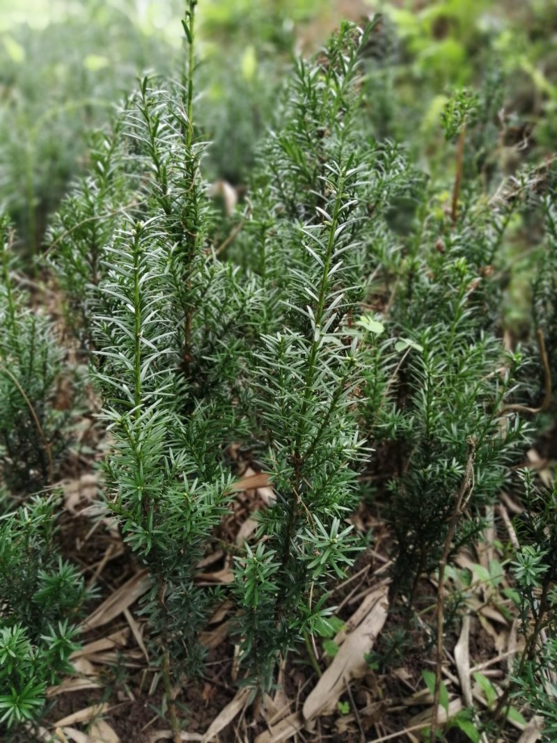 曼地亚红豆杉小苗，地栽盆景苗种植季节