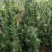曼地亚红豆杉小苗，地栽盆景苗种植季节