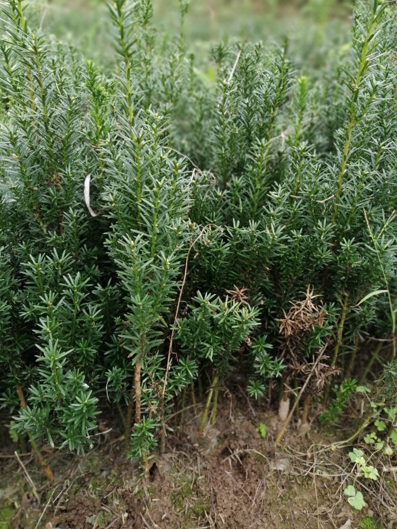 曼地亚红豆杉小苗，地栽盆景苗种植季节