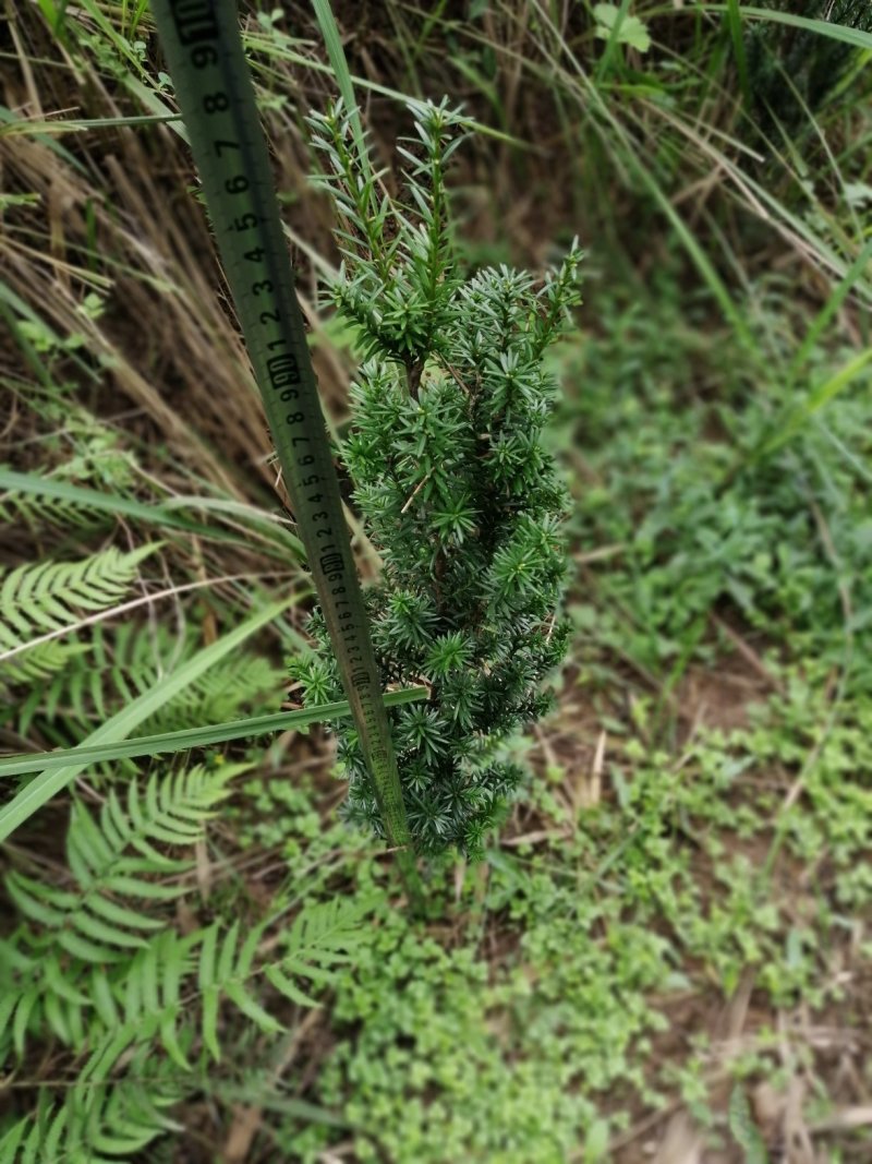 曼地亚红豆杉小苗，地栽盆景苗种植季节