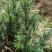 曼地亚红豆杉小苗，地栽盆景苗种植季节