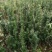 曼地亚红豆杉小苗，地栽盆景苗种植季节